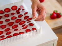 Fragole essiccate su rete antiaderente DrySilk per essiccatore Biosec Tauro sollevata da una mano esperta.