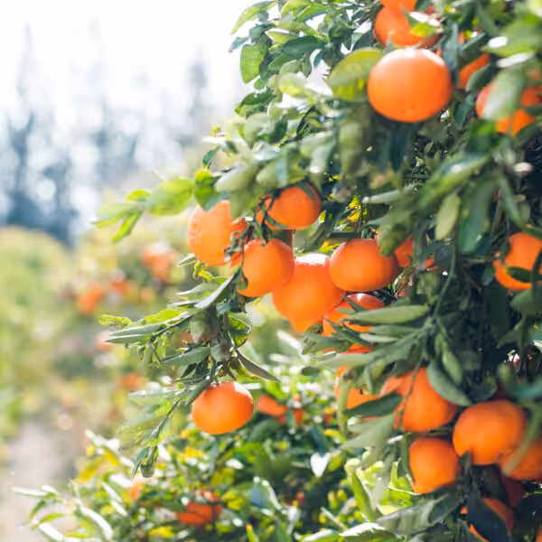Settore Aziende agricole