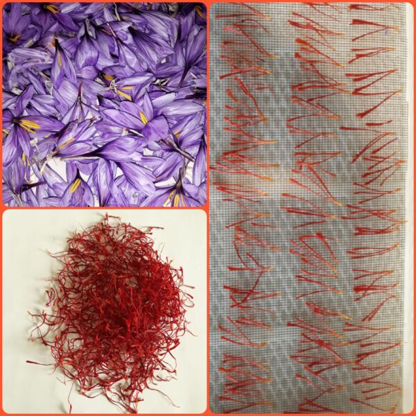 How to dry saffron: the best method