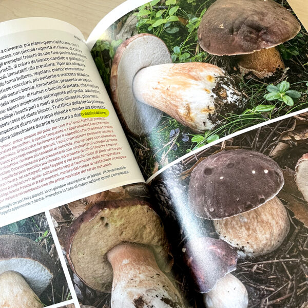 How to dry mushrooms without losing their flavour